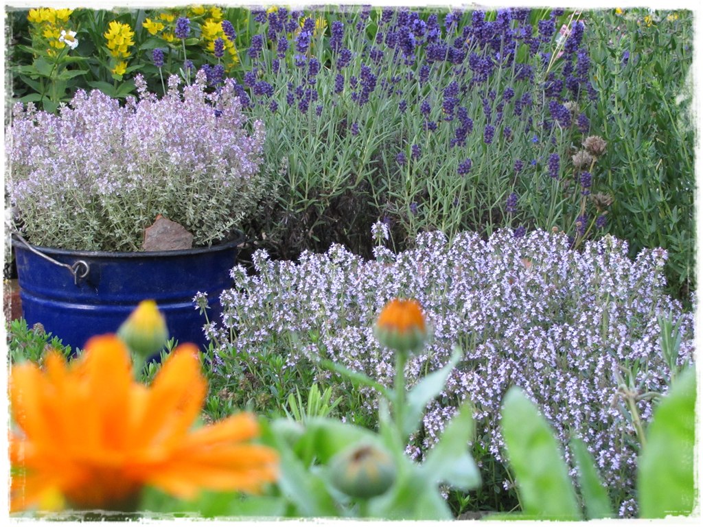 zioła w ogrodzie zogrodemnaty3