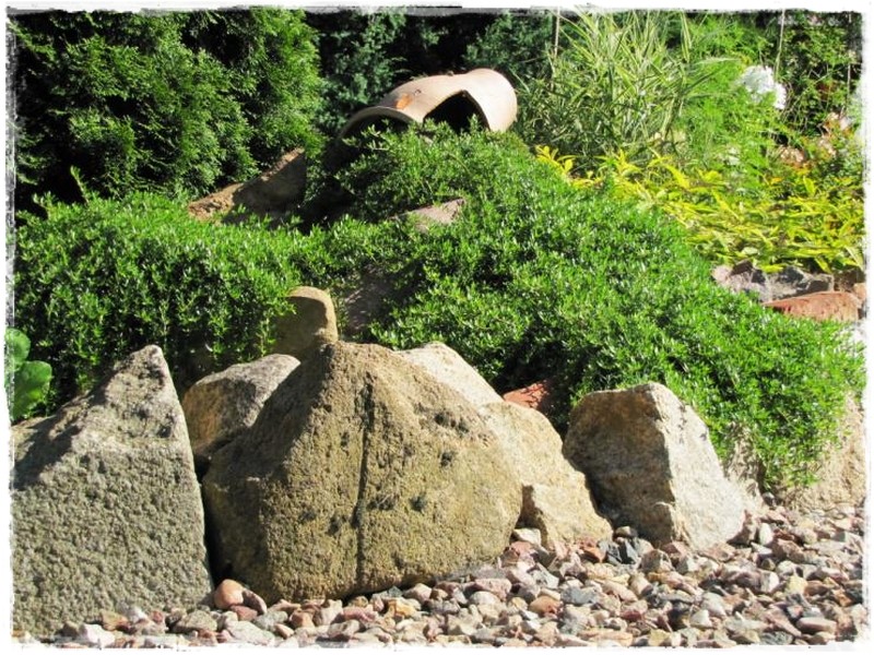 zioła w ogrodzie zogrodemnaty4