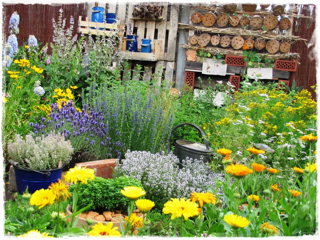 zioła w ogrodzie zogrodemnaty23