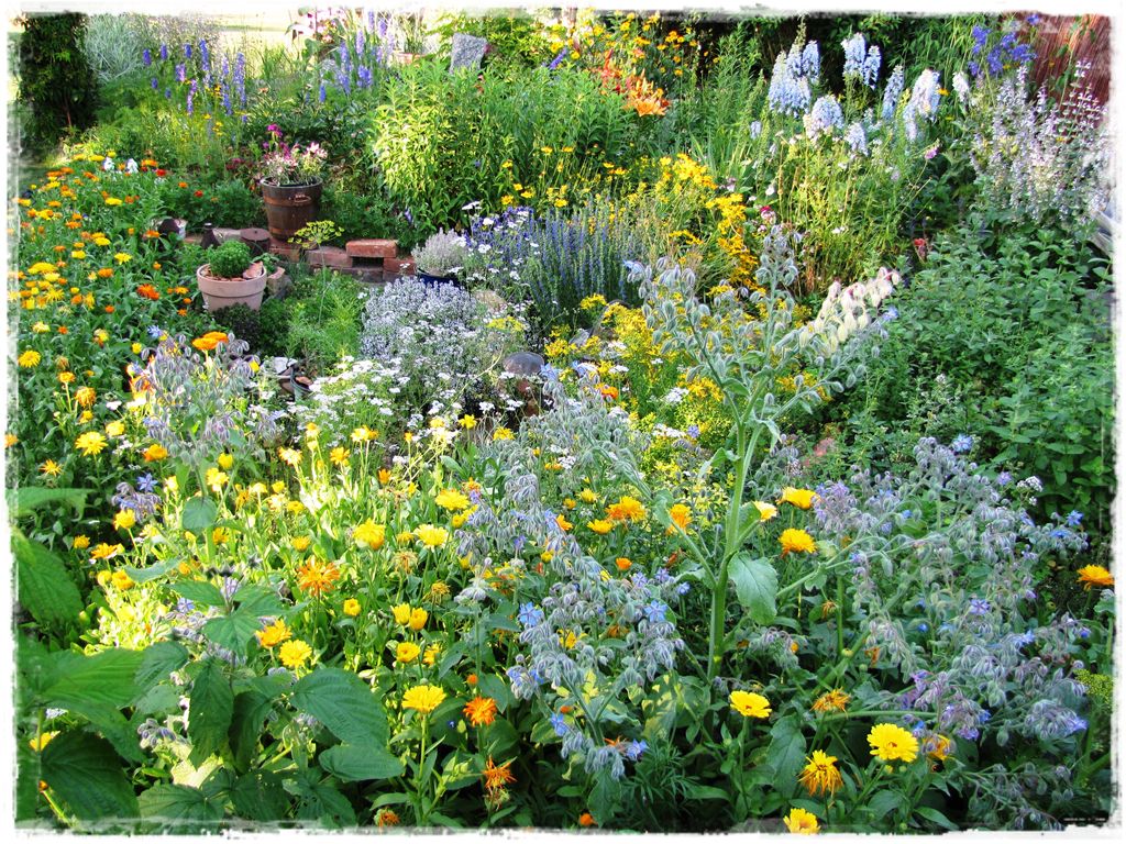 zioła w ogrodzie zogrodemnaty2