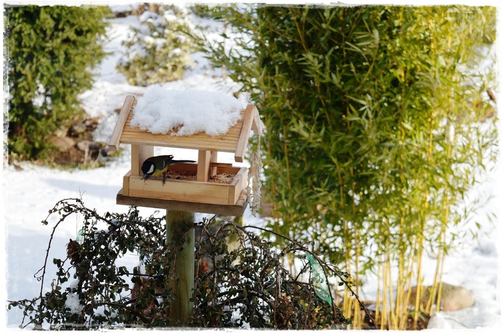 Bambus-fylostachys-zlotobruzdowy-spectabilis-opole