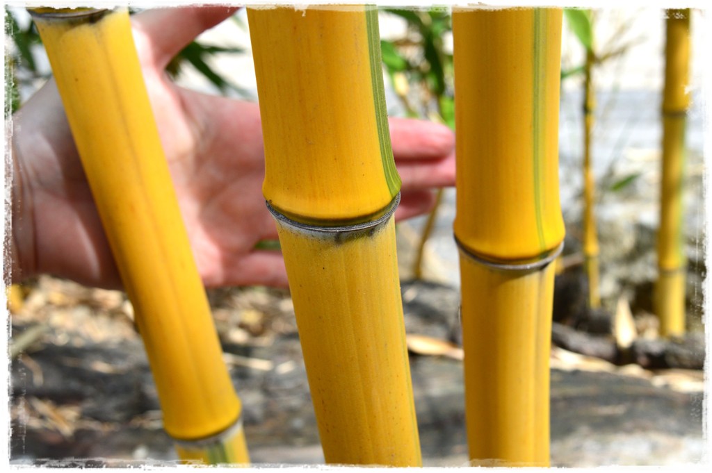 Bambus-fylostachys-zlotobruzdowy-spectabilis-zoo