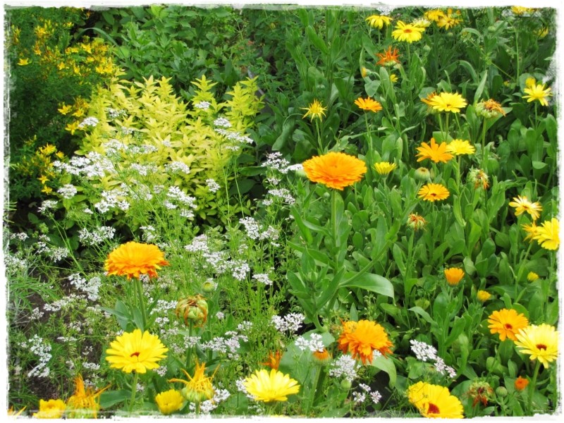 zioła w ogrodzie zogrodemnaty17