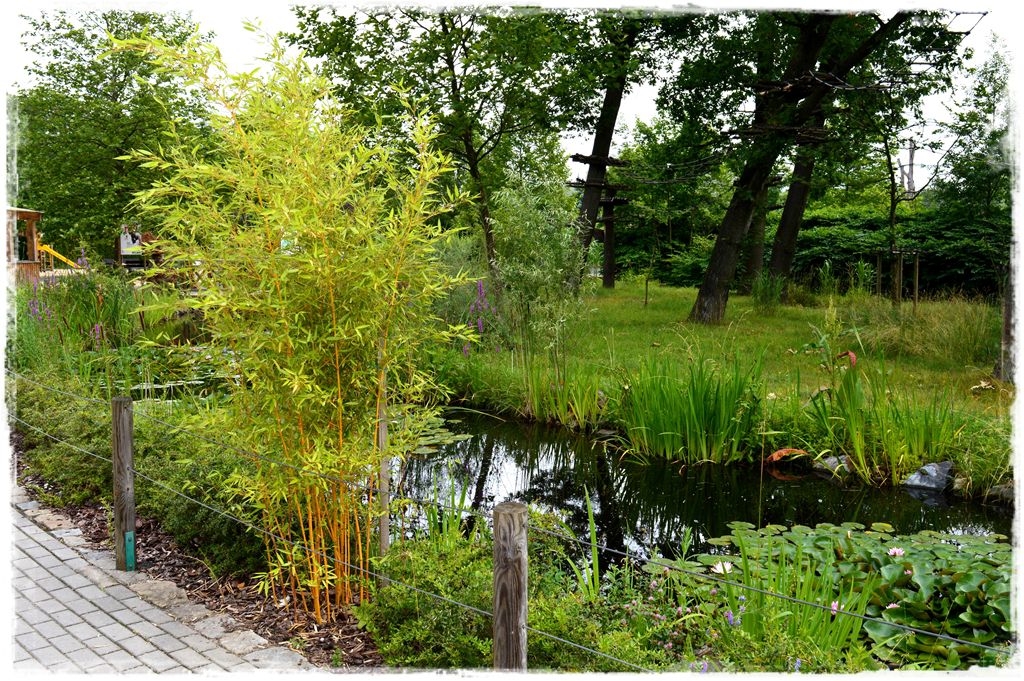 bambus-ogrodowy-zoo-opole-fylostachys