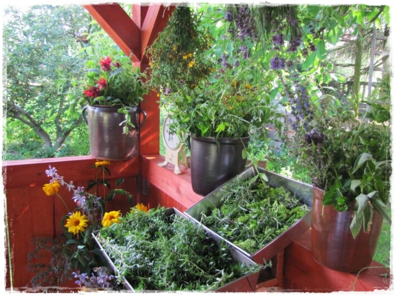 zioła w ogrodzie zogrodemnaty10