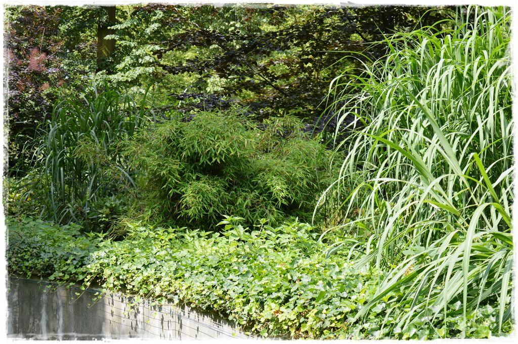 fargesia-parasolowata-bambus-zoo-opole