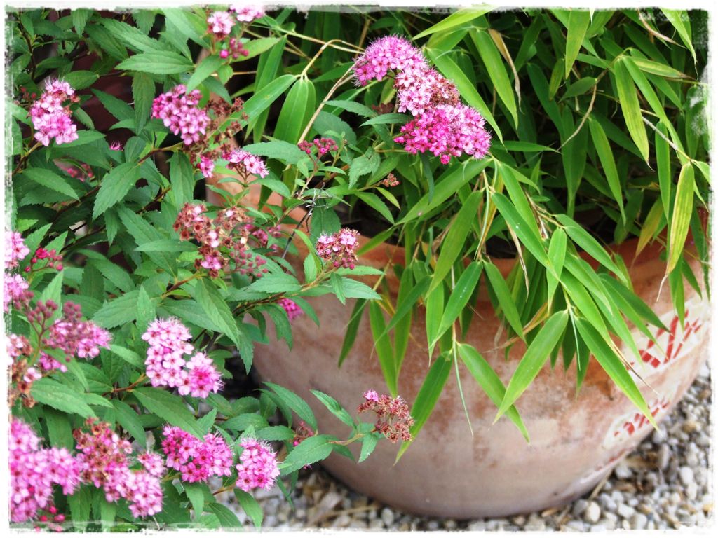 fargesia-rdzawa-tawu_a-japonska