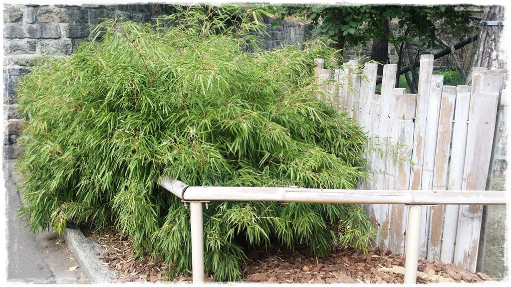 fargesia-rdzawa-zoo-wroclaw