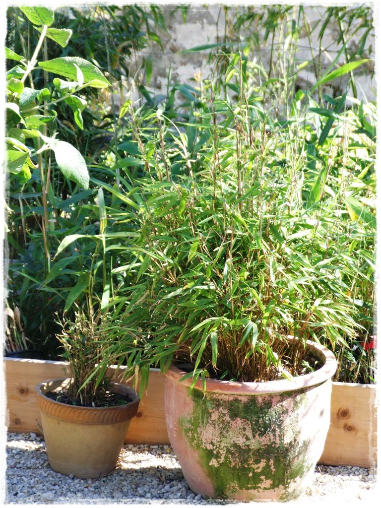 fargesia-rufa_donica