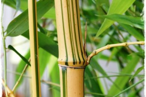 fylostachys dlugowieczny aureocaulis