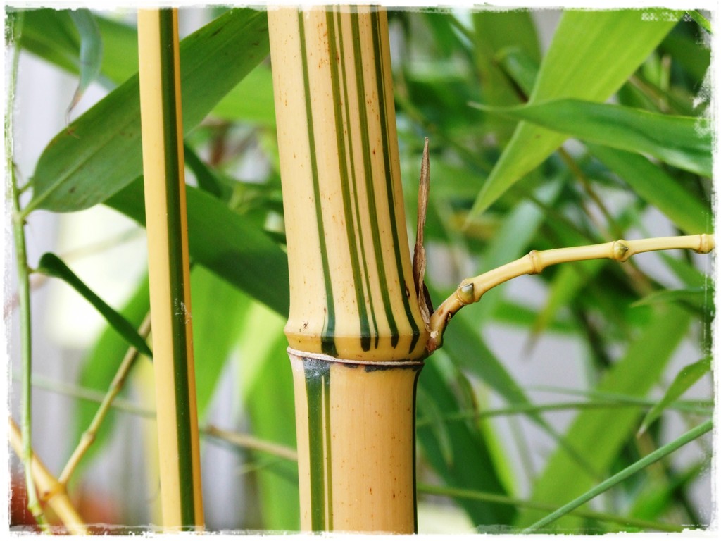 fylostachys dlugowieczny aureocaulis