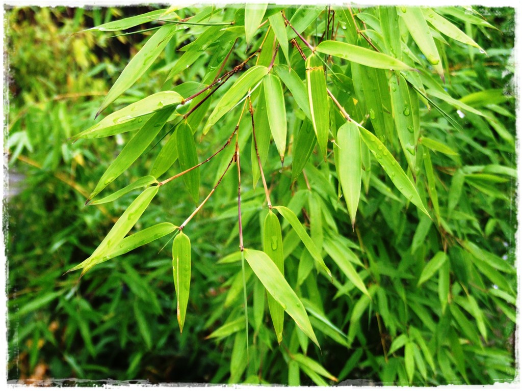 li_cie-bambusa-fylostachys-z_otobruzdowy-spectabilis-2