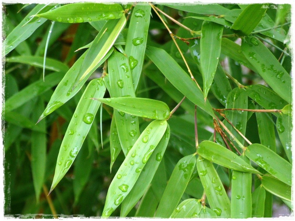 li_cie-bambusa-fylostachys-z_otobruzdowy-spectabilis