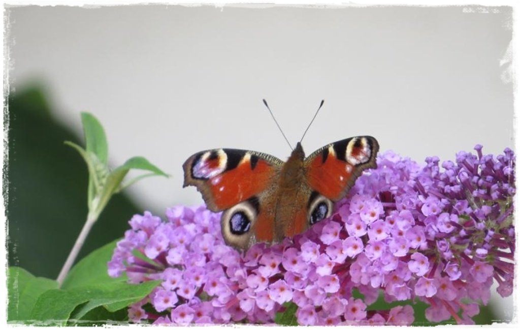 motyle w ogrodzie zogrodemnaty1