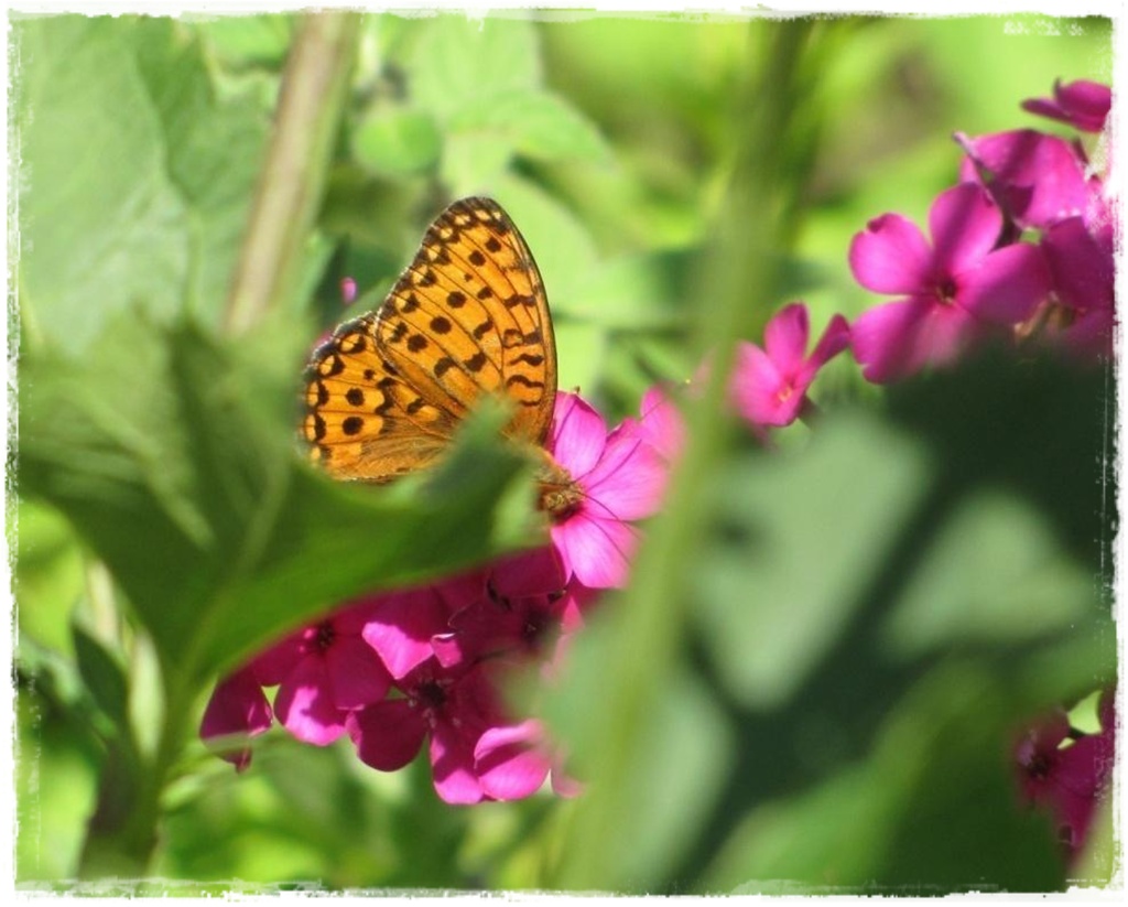 motyle w ogrodzie zogrodemnaty10