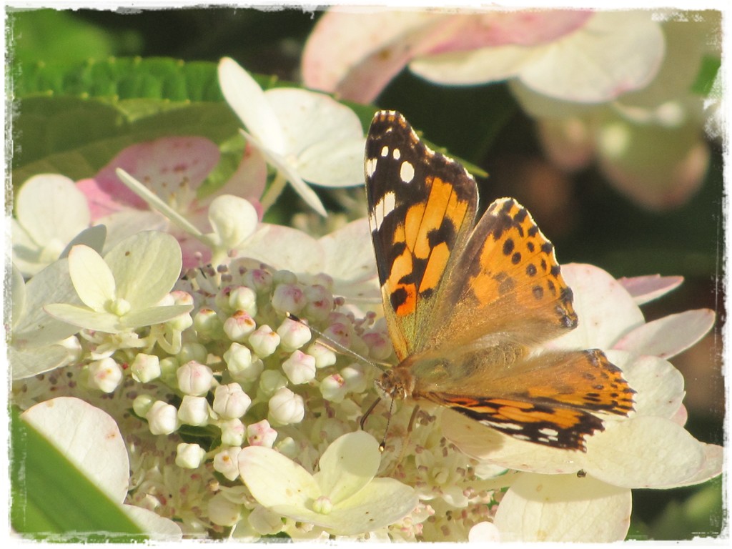 motyle w ogrodzie zogrodemnaty11