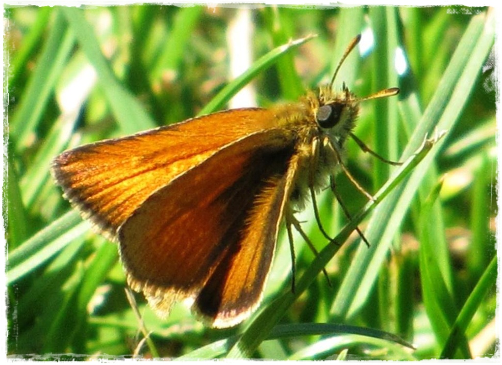 motyle w ogrodzie zogrodemnaty12