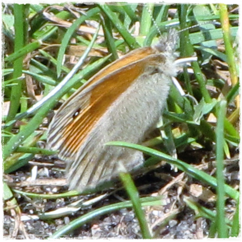 motyle w ogrodzie zogrodemnaty13