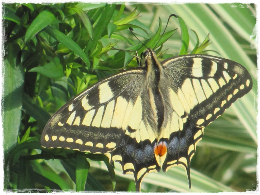 motyle w ogrodzie zogrodemnaty14