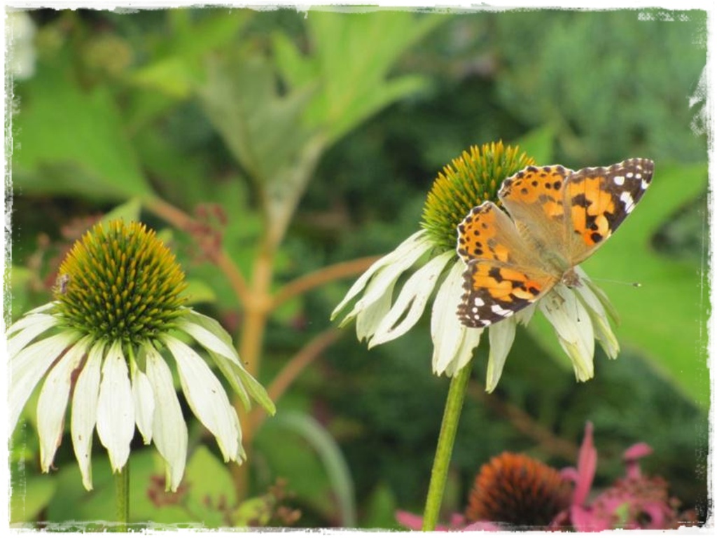 motyle w ogrodzie zogrodemnaty16