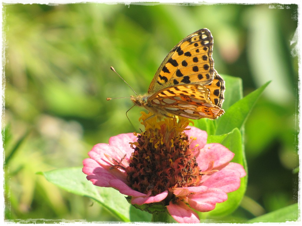 motyle w ogrodzie zogrodemnaty17