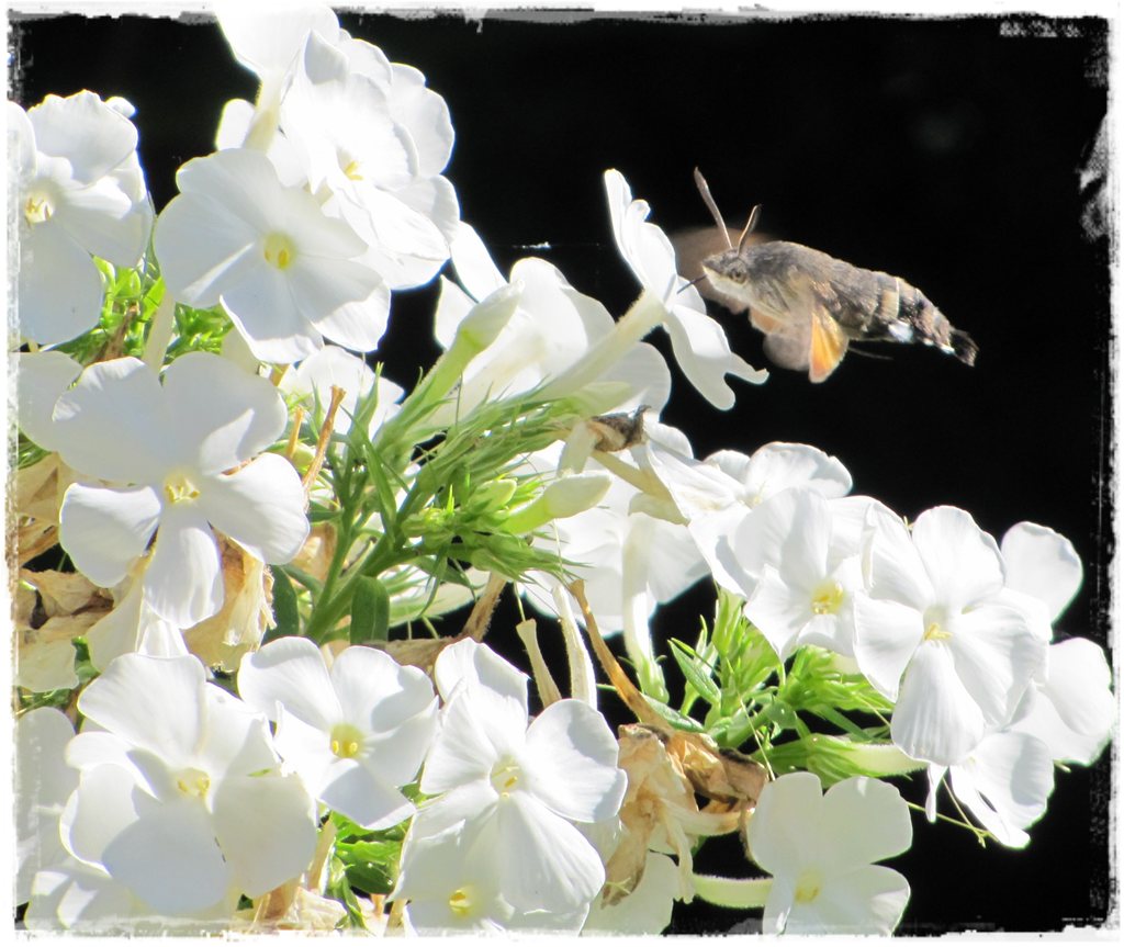 motyle w ogrodzie zogrodemnaty18