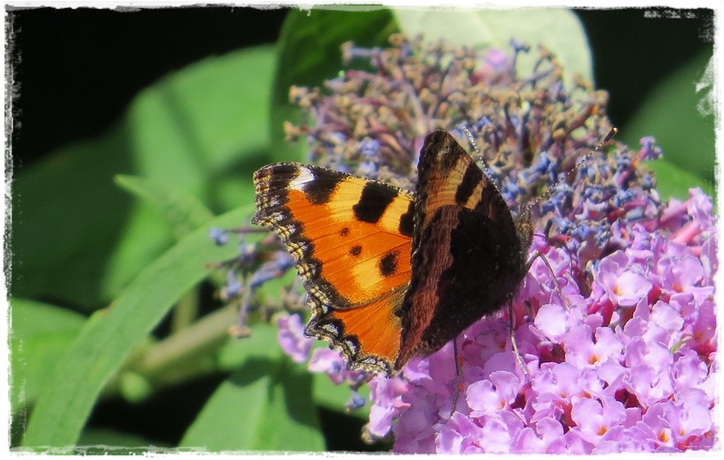 motyle w ogrodzie zogrodemnaty2