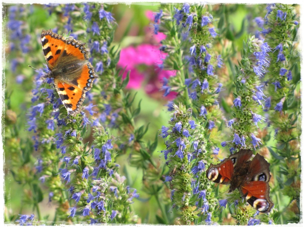 motyle w ogrodzie zogrodemnaty20