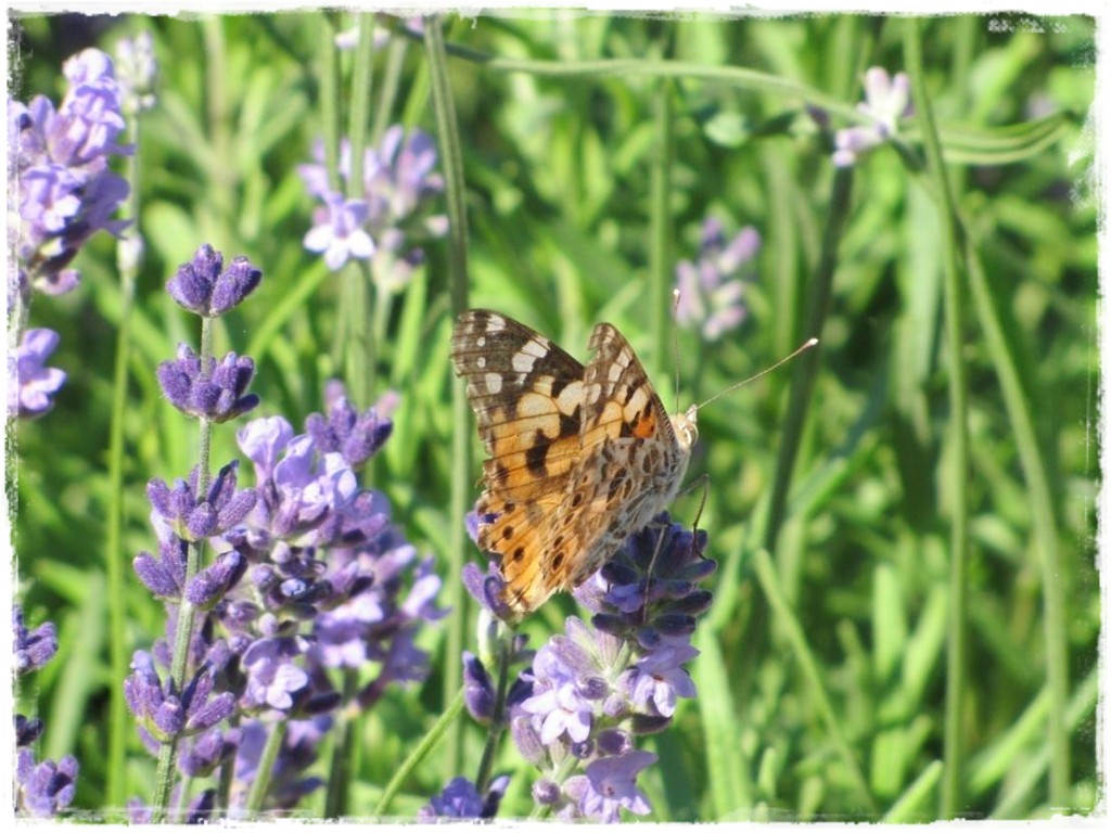 motyle w ogrodzie zogrodemnaty21