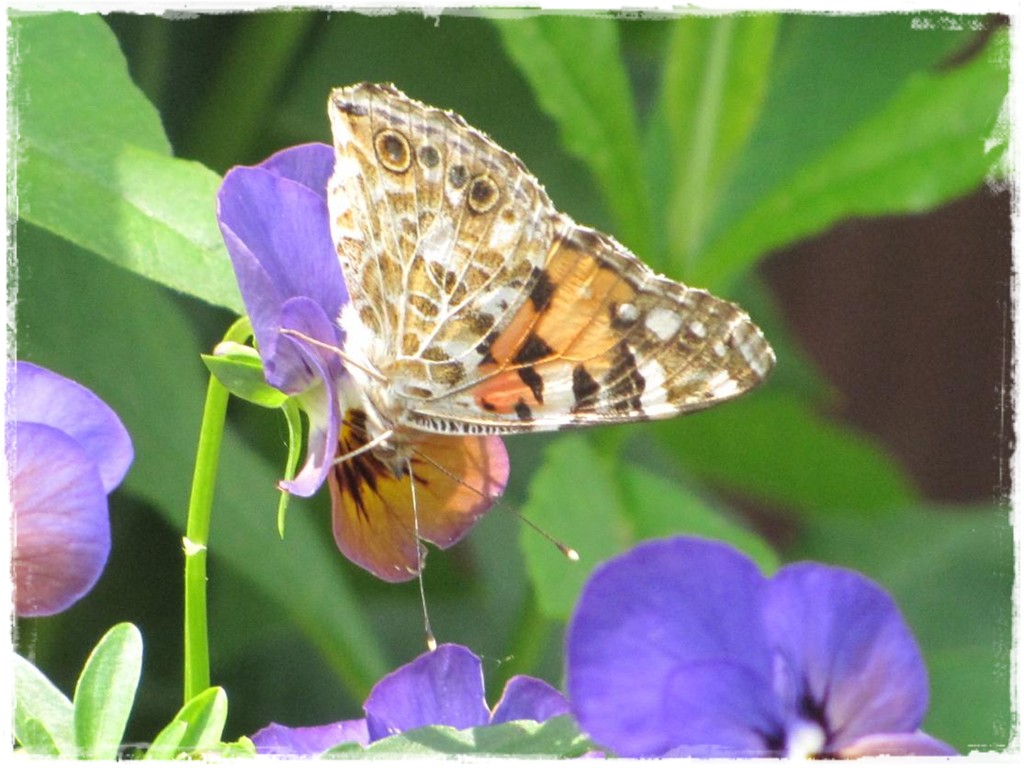 motyle w ogrodzie zogrodemnaty22