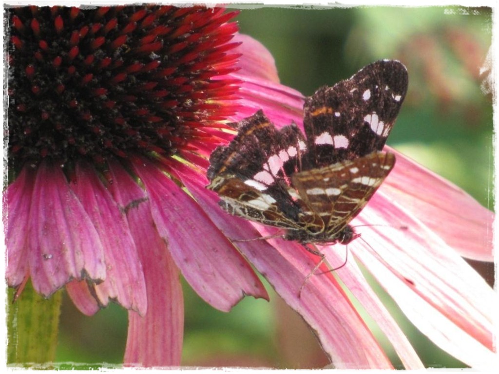 motyle w ogrodzie zogrodemnaty23