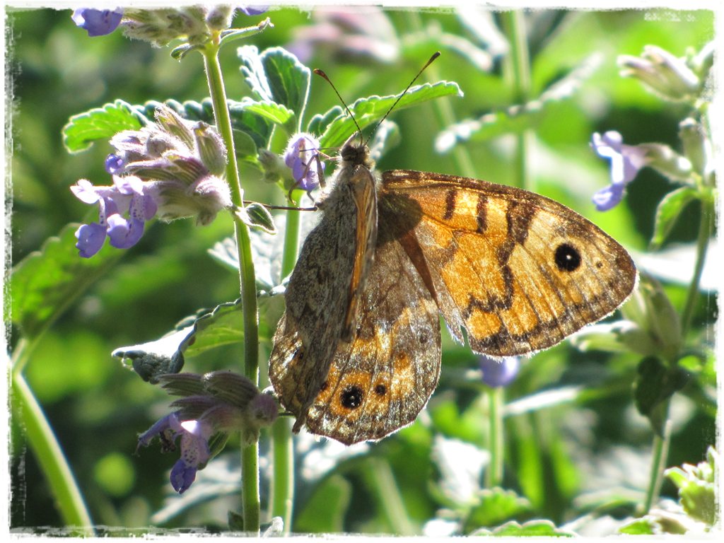 motyle w ogrodzie zogrodemnaty24