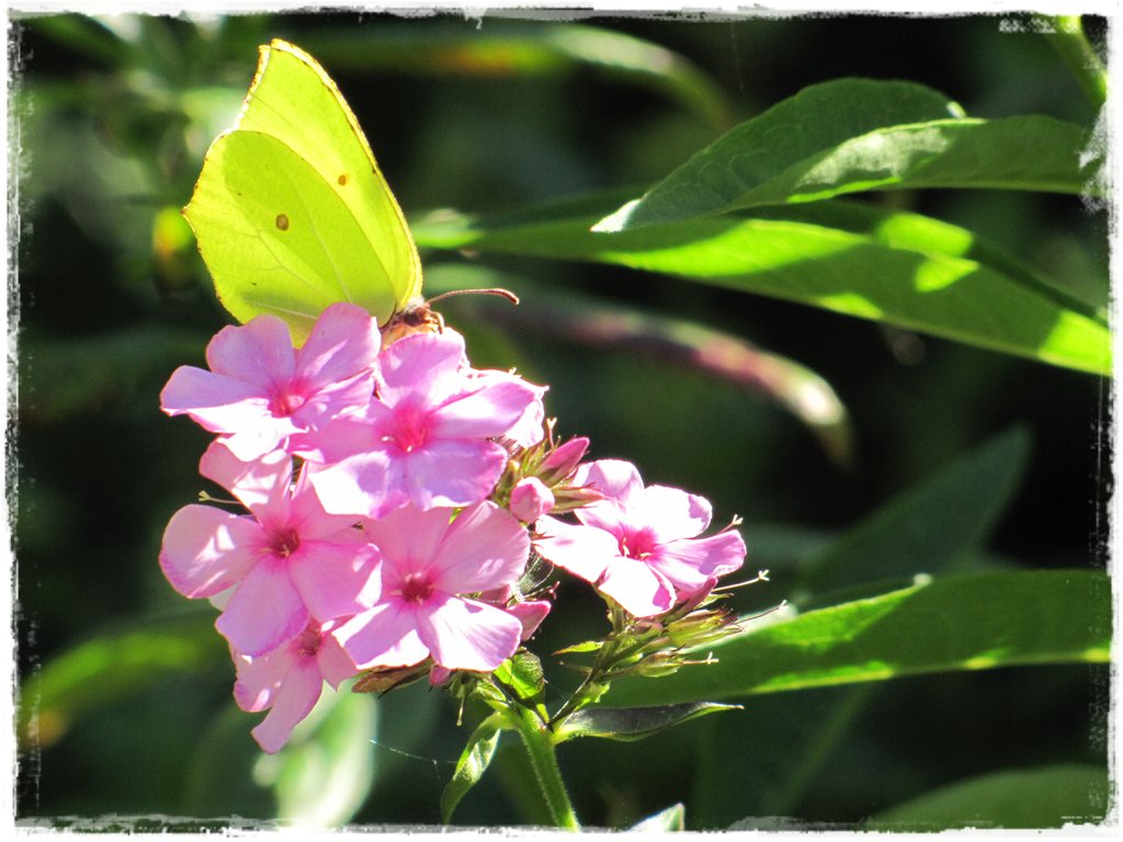 motyle w ogrodzie zogrodemnaty25