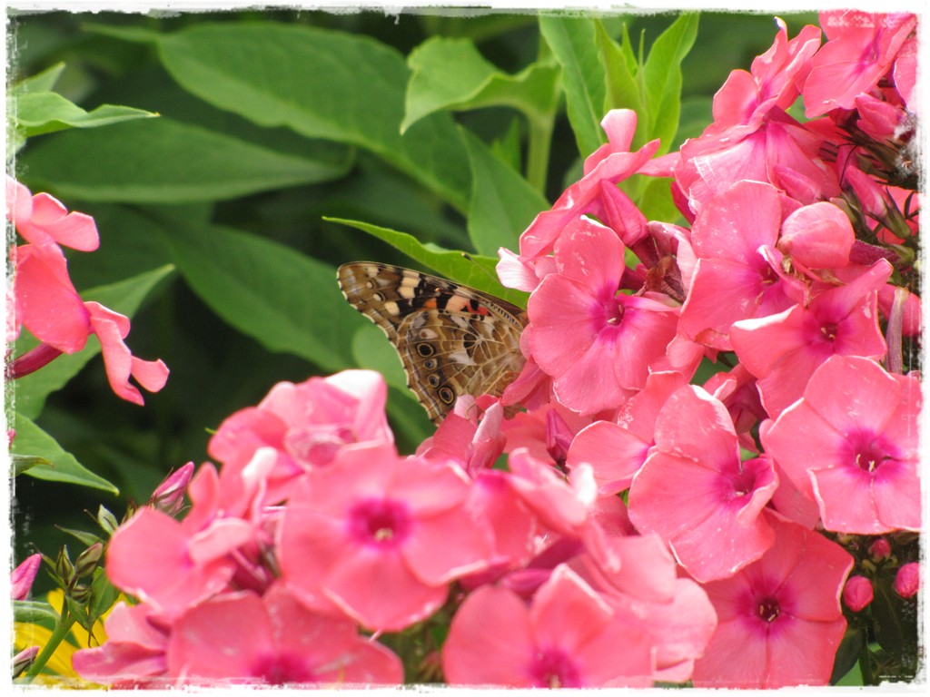 motyle w ogrodzie zogrodemnaty26