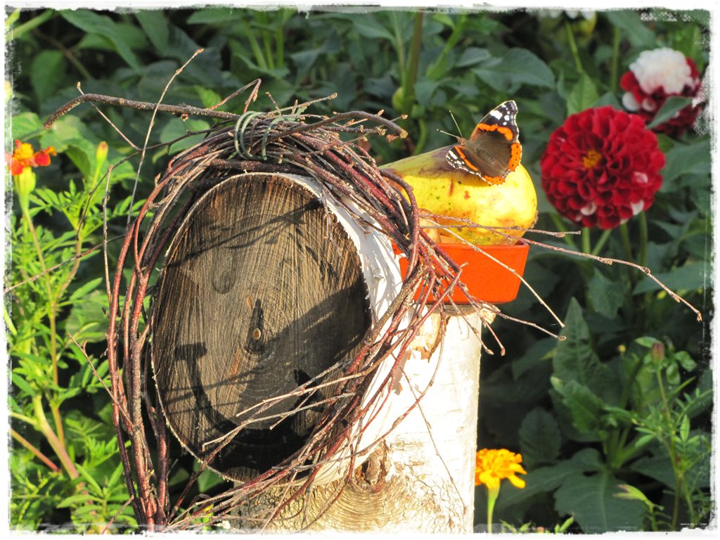 motyle w ogrodzie zogrodemnaty28