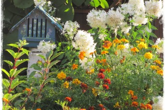 motyle w ogrodzie zogrodemnaty29