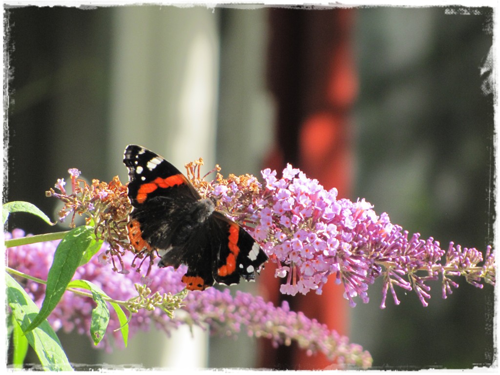motyle w ogrodzie zogrodemnaty3