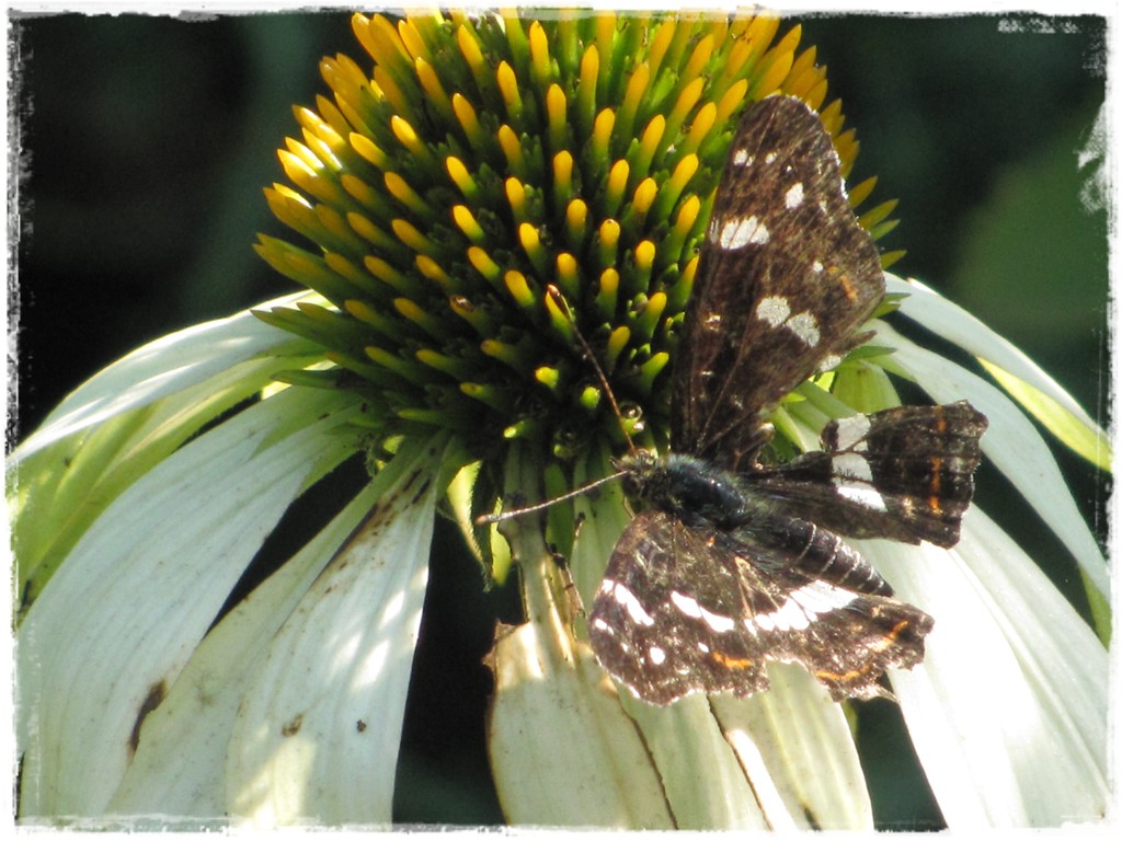 motyle w ogrodzie zogrodemnaty31