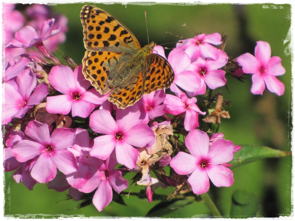 motyle w ogrodzie zogrodemnaty34