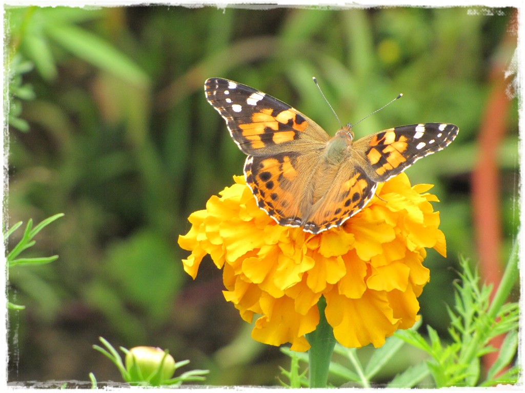 motyle w ogrodzie zogrodemnaty4