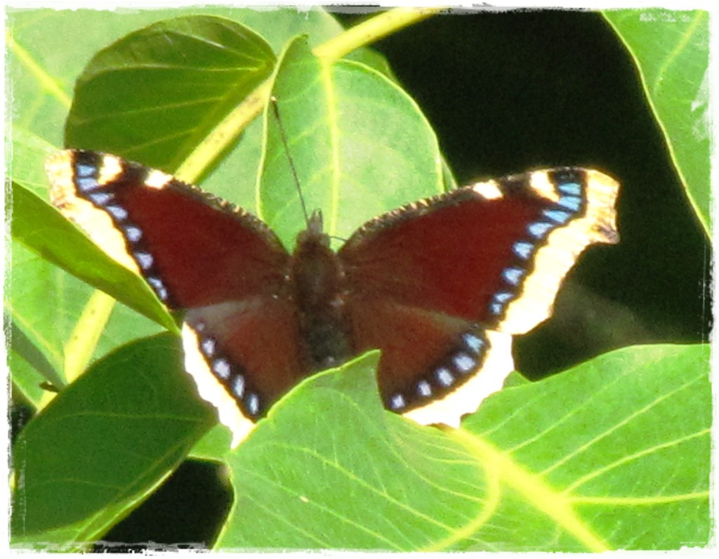 motyle w ogrodzie zogrodemnaty6