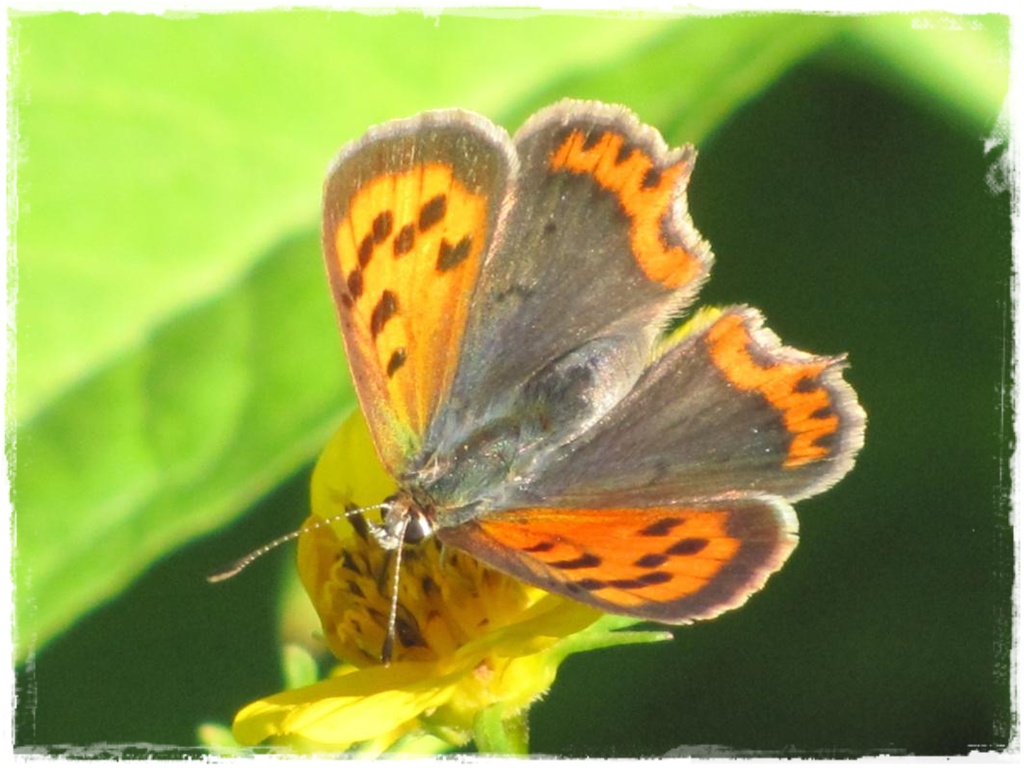 motyle w ogrodzie zogrodemnaty7