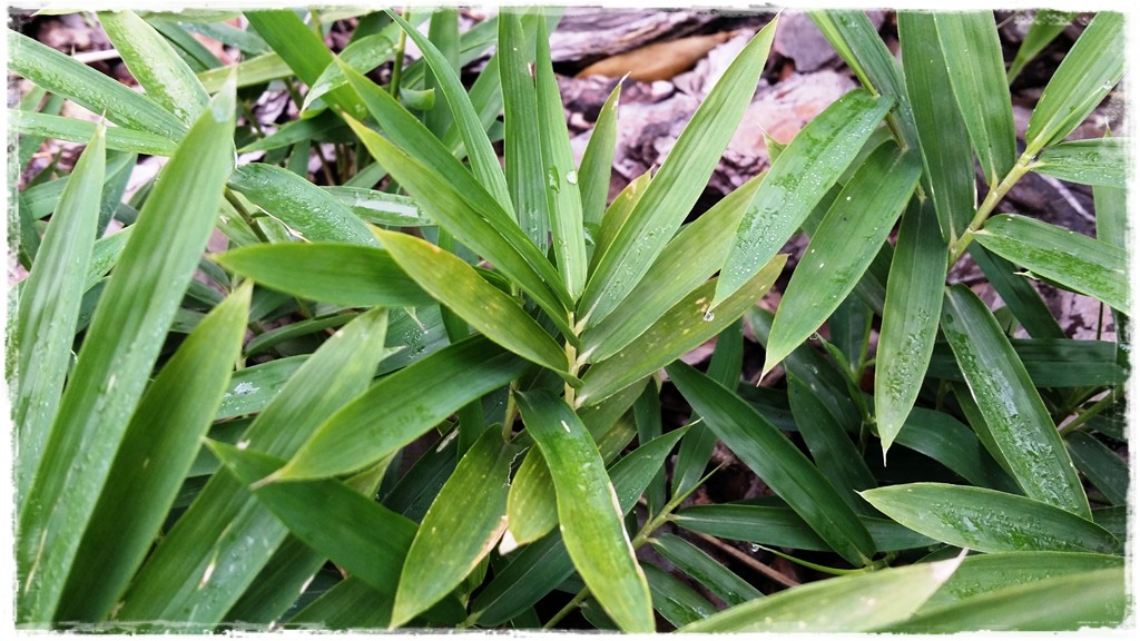 pleioblast-karlowy-2