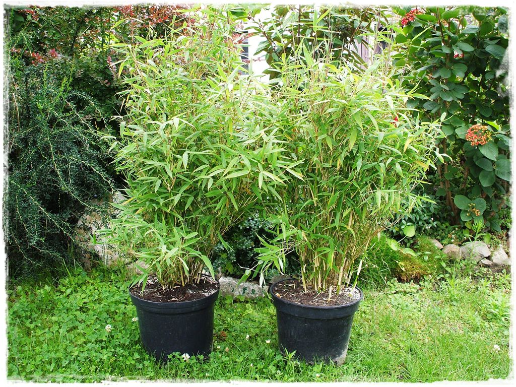 sadzonki-fargesia-murielae