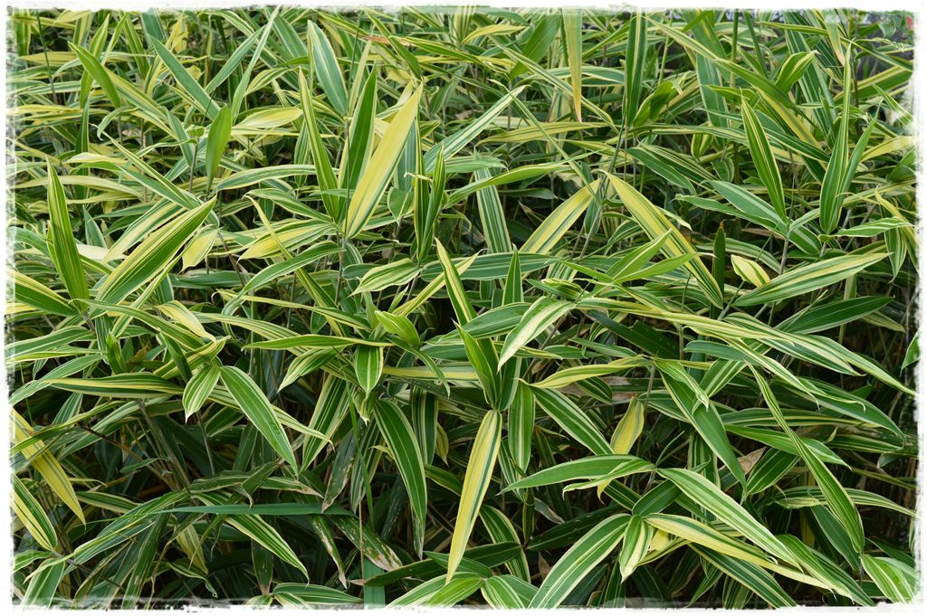 sasaella-masamunego-albostriata-okrywowy-2