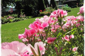 Godecja wielkokwiatowa zogrodemnaty1