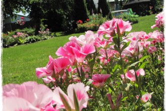 Godecja wielkokwiatowa zogrodemnaty1