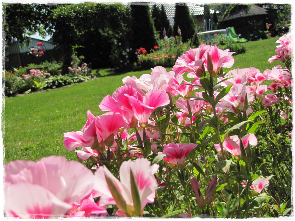 Godecja wielkokwiatowa zogrodemnaty1