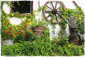 starocie w ogrodzie zogrodemnaty1