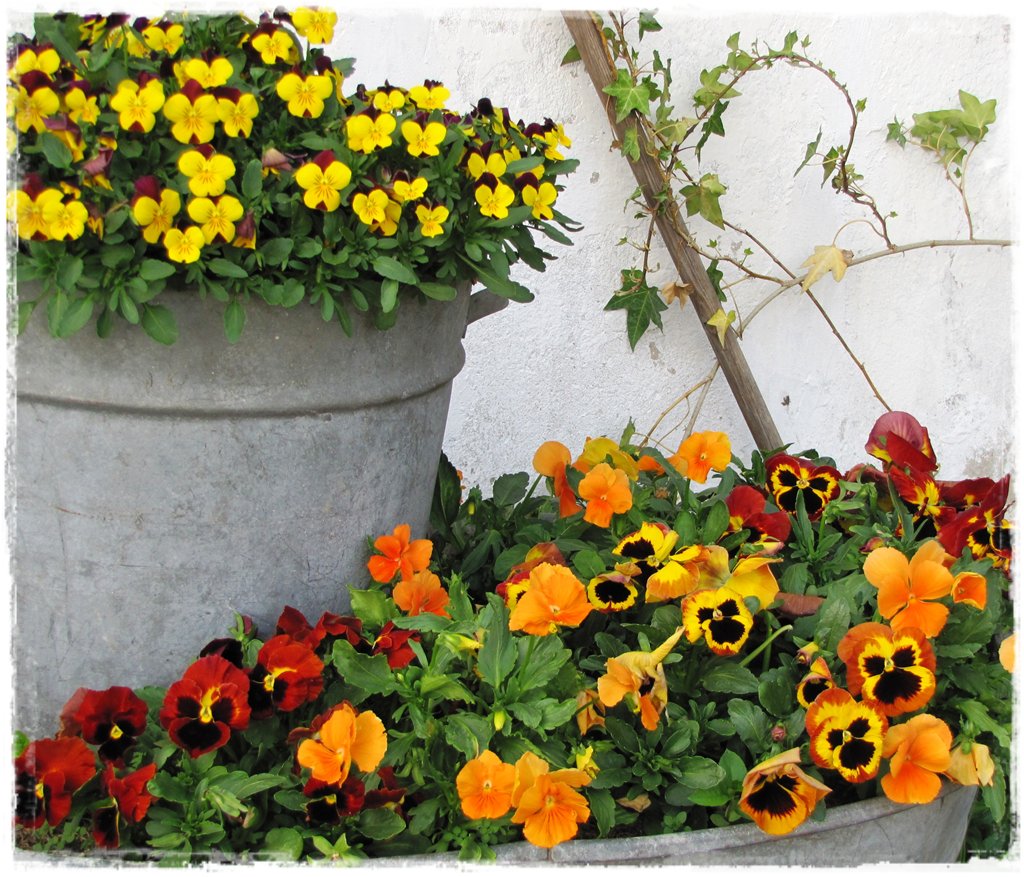 starocie w ogrodzie zogrodemnaty31